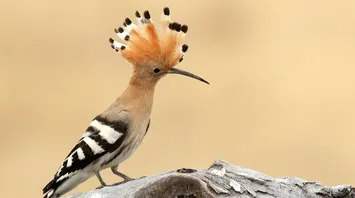 Spirit Animal Hoopoe: Sacred Wisdom & the Pursuit of Truth