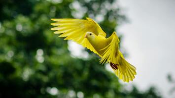Why Yellow Birds Appear in Your Dream: Possible Interpretation