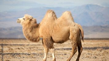 Camel Spirit Animal Symbolism and Spiritual Meaning