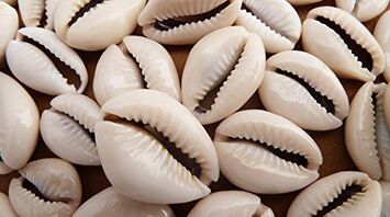 Cowrie Shells