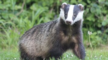 Badger Spirit Animal: Unearthing Inner Strength