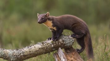 Marten Spirit, Totem, & Power Animal