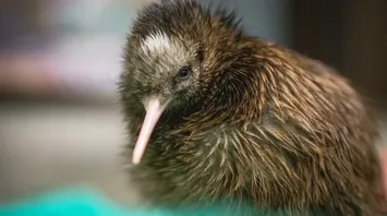 Totem Animal Kiwi and Its Spiritual Power