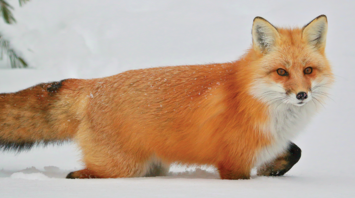 What Does a Fox Mean in Your Dream?