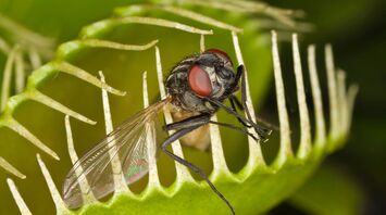 The Venus Flytrap: A Powerful Symbol of Nature’s Strength and Survival