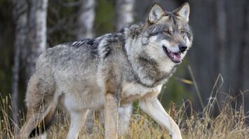 What Does a Wolf Mean in Your Dream?
