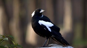 What it Really Means to See Magpies in a Dream