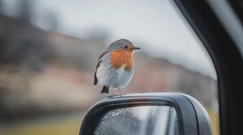 Bird Landing on Car Mirror Meaning: A Spiritual Guide