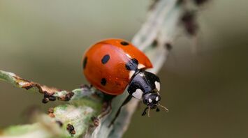Discover Full Meaning of Dreams Featuring Ladybugs