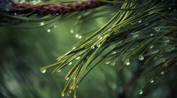 Pine Needles
