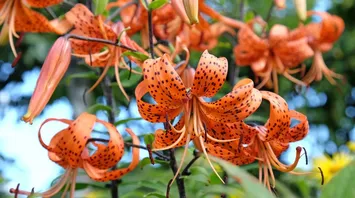 Complete Spiritual Breakdown of Tiger Lilies