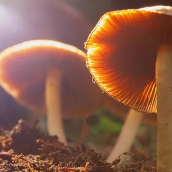 The Spiritual Meaning of Mushrooms in Your Yard