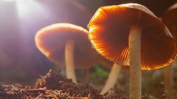 The Spiritual Meaning of Mushrooms in Your Yard