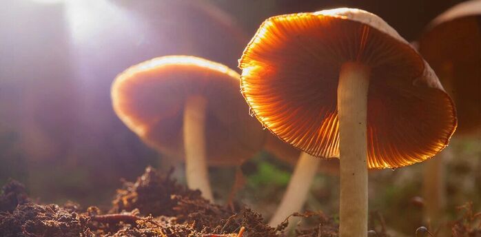 The Spiritual Meaning of Mushrooms in Your Yard
