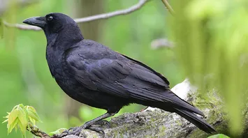 Crow in Dream Meaning: Symbolism, Interpretations, and Hidden Messages