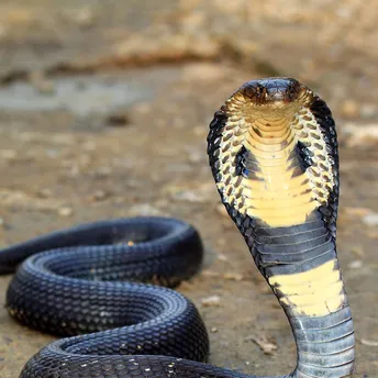 What does a Cobra mean in your dream?