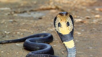 What does a Cobra mean in your dream?