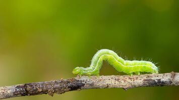 What does a caterpillar symbolize in your dream?