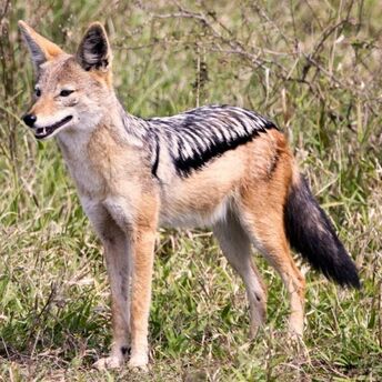 What Does a Jackal Symbolize in Your Dream?