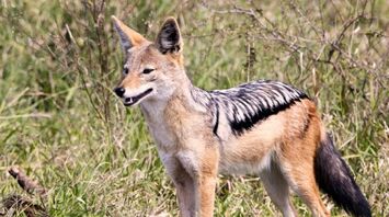 What Does a Jackal Symbolize in Your Dream?