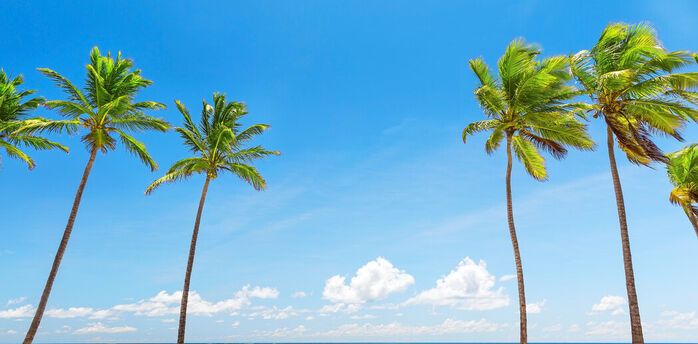 What does a Palm Mean in Your Dream?