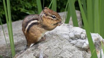 Chipmunk Spirit Animal: What Does a Chipmunk Symbolize?