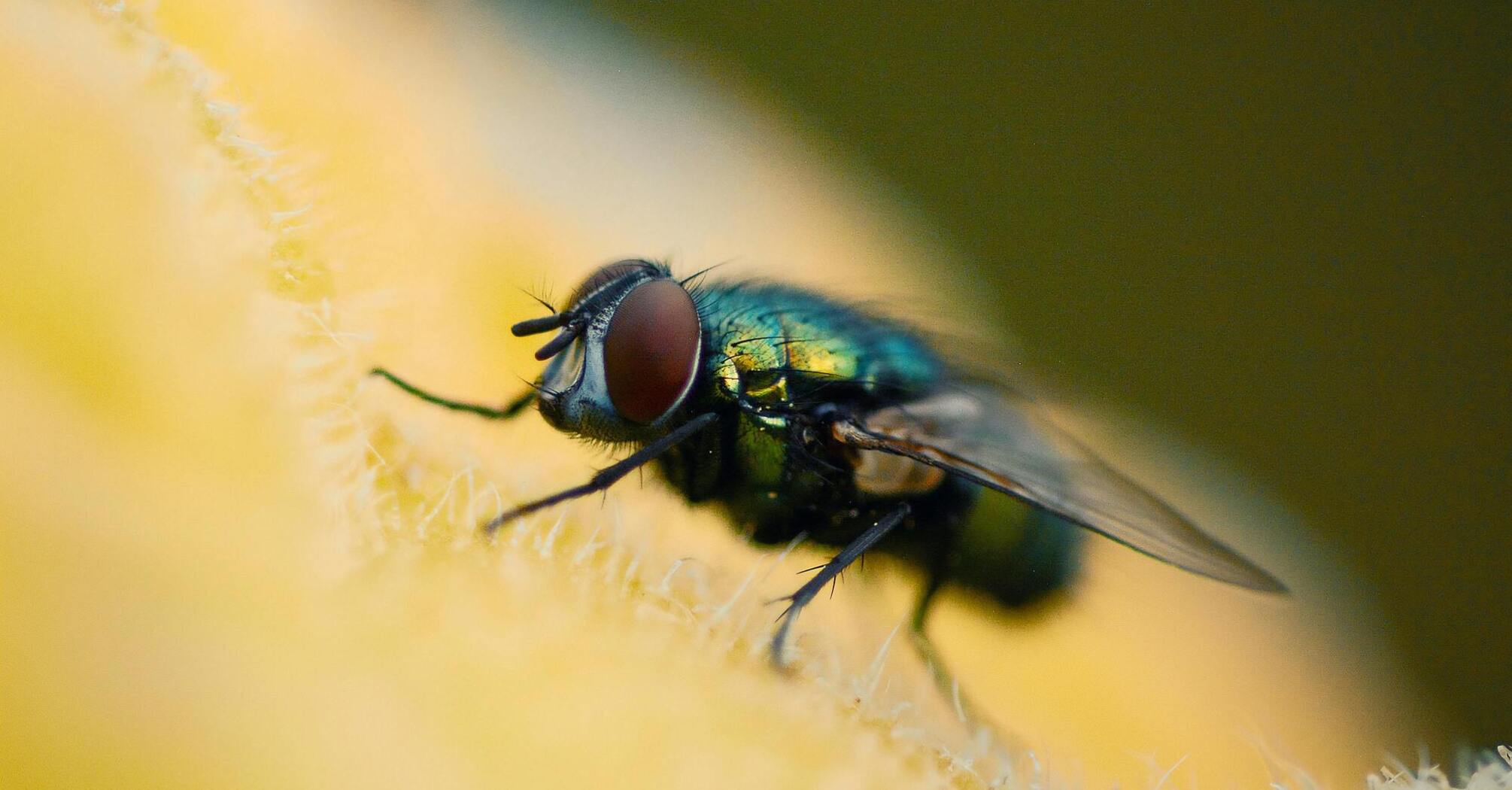 What flies symbolize spiritually - fly symbolism