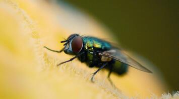 Fly Symbolism and Spiritual Significance