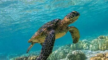 What Dreams About Turtles Mean?