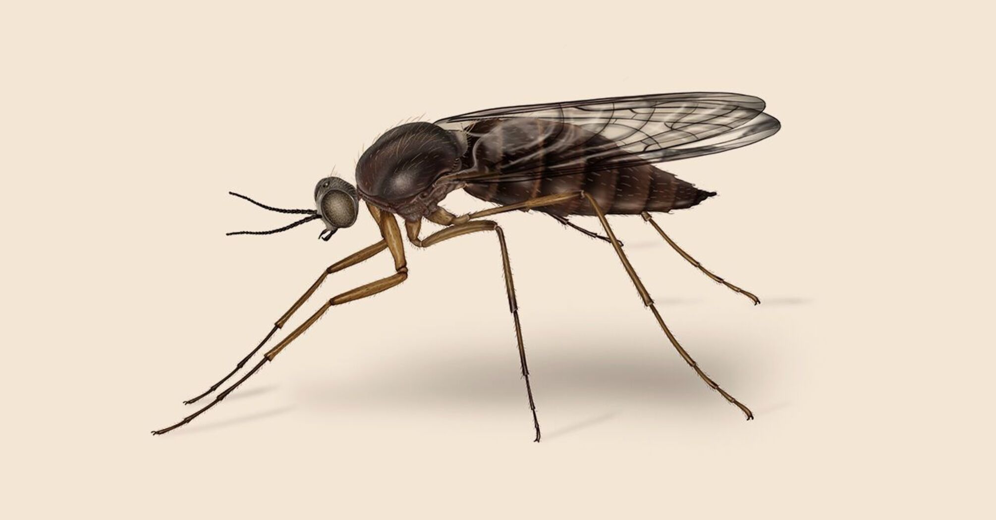 Gnat Spirit Animal: What Does a Gnat Symbolize?