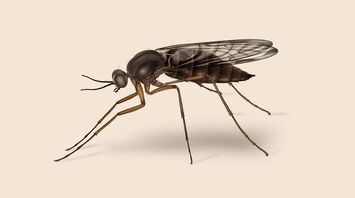 Gnat Spirit Animal: What Does a Gnat Symbolize?