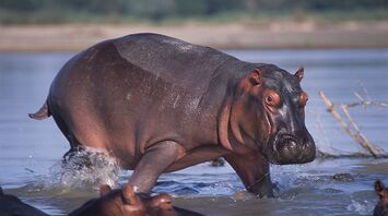Hippopotamus Spirit Animal: What Does a Hippopotamus Symbolize?