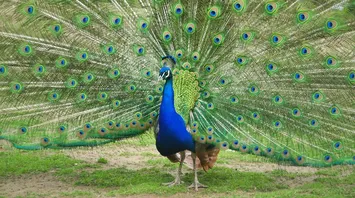 Peacock Spirit Animal: What Does a Peacock Symbolize?