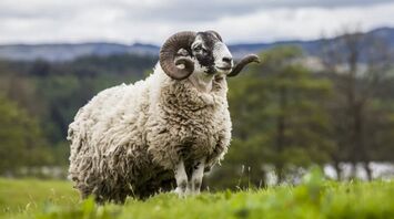 What Does It Mean to Dream of a Ram?