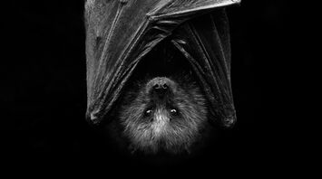 Symbolism of Spirit Animal Bat Explained