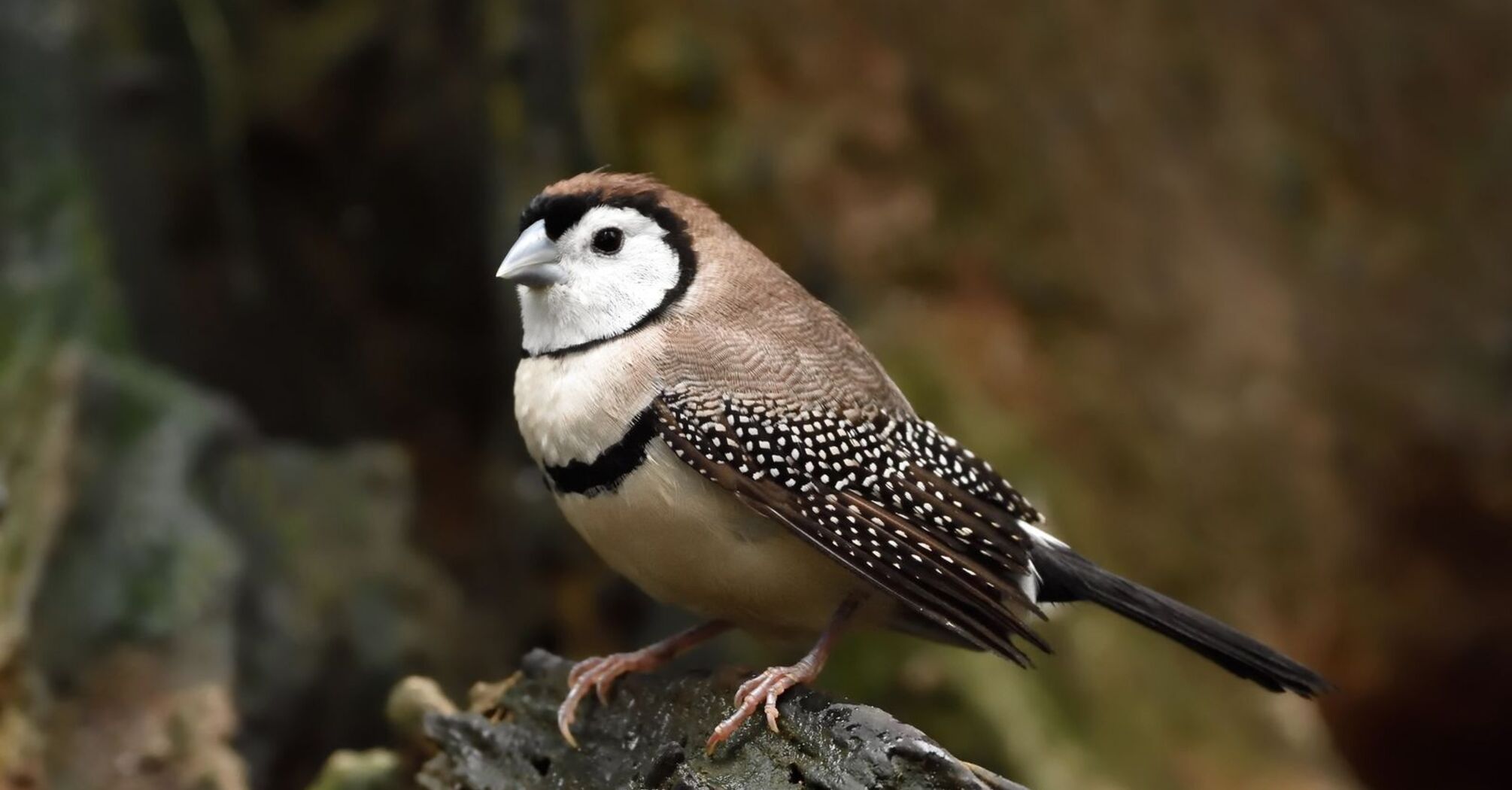 Totem Animal Finch: Symbolism and Meaning of the Encounter