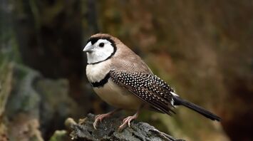 Totem Animal Finch: Symbolism and Meaning of the Encounter