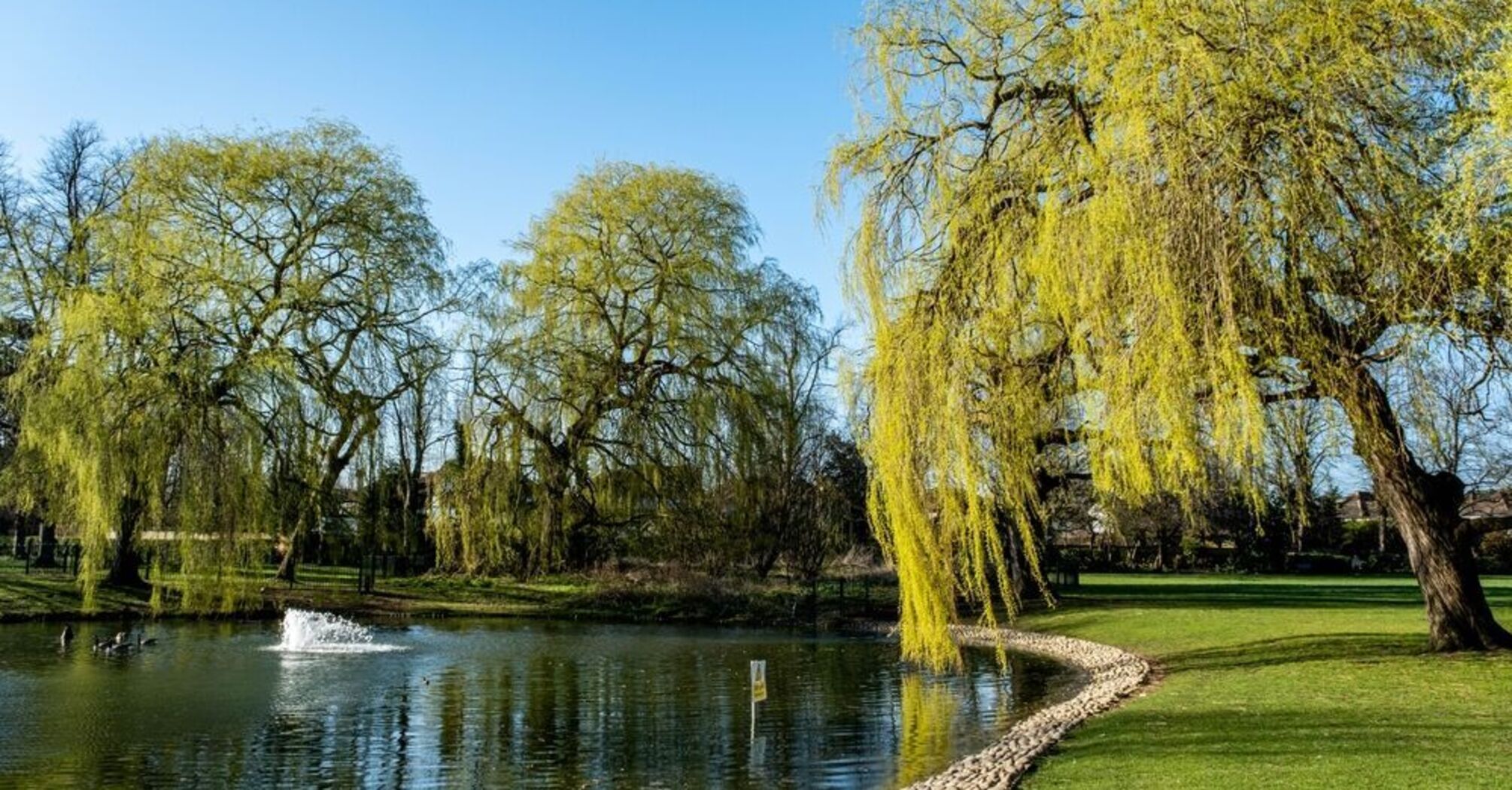 Spiritual and Cultural Meaning of Willow Trees 