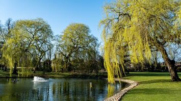Spiritual and Cultural Meaning of Willow Trees