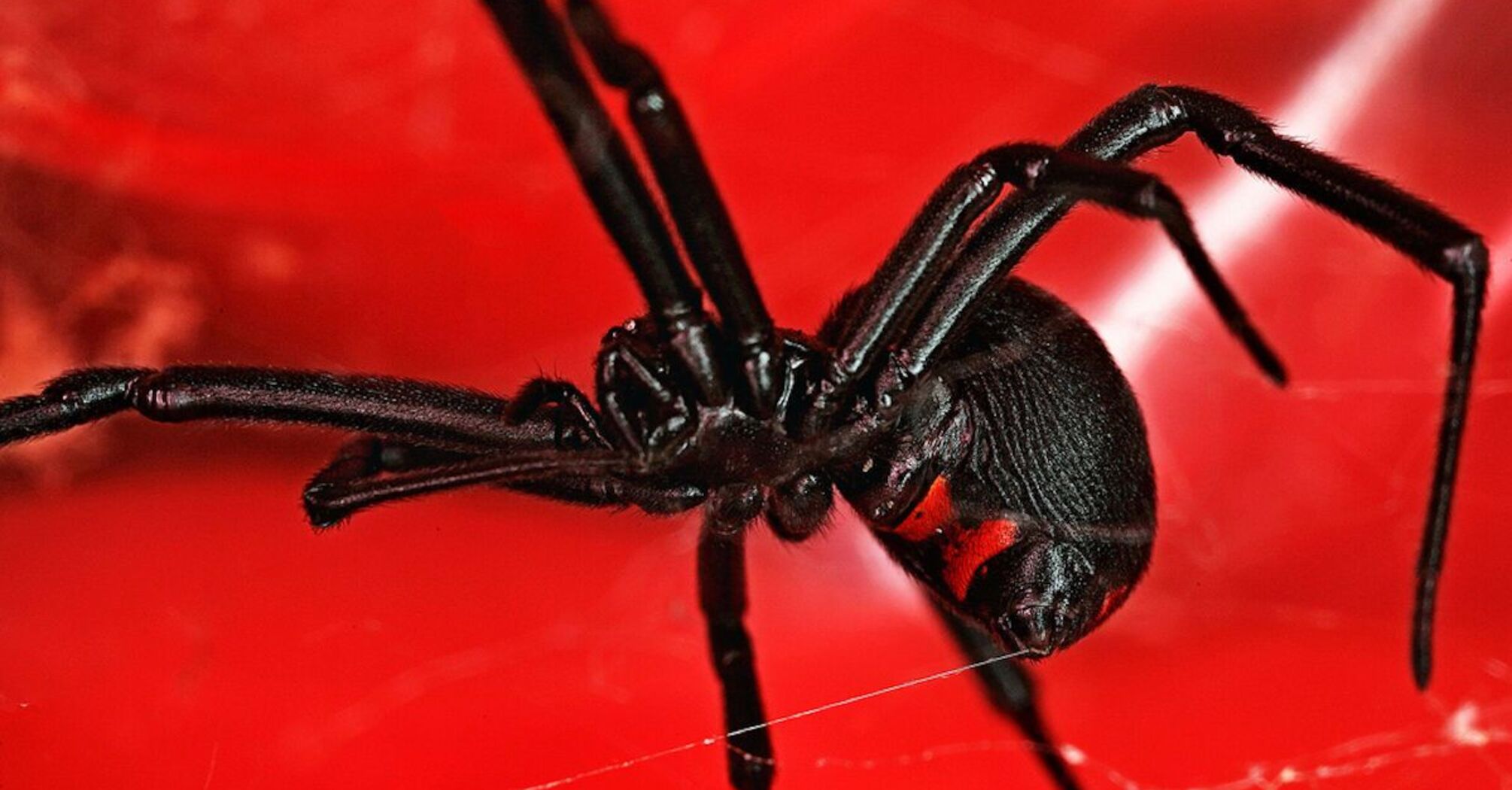  The Black Widow Spider Spiritual Meaning