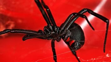The Black Widow Spider Spiritual Meaning