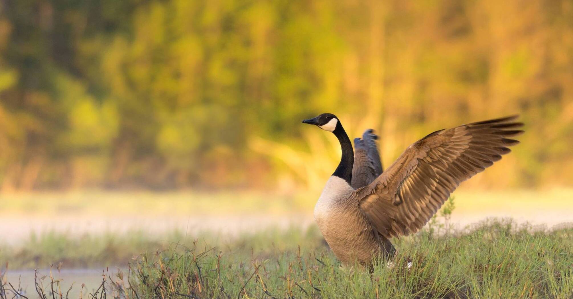 Goose Spirit Animal: What Does a Goose Symbolize?