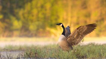 Goose Spirit Animal: What Does a Goose Symbolize?