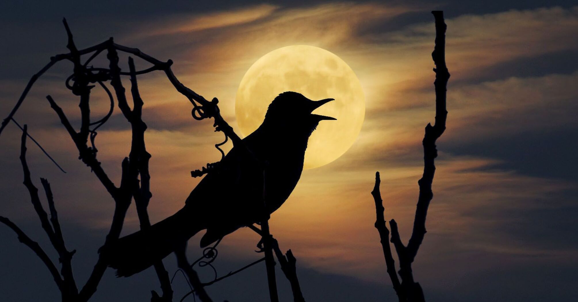  Seeing a Bird at Night: Spiritual Meanings and Significance