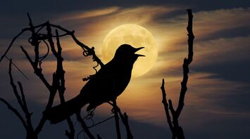 Seeing a Bird at Night: Spiritual Meanings and Significance