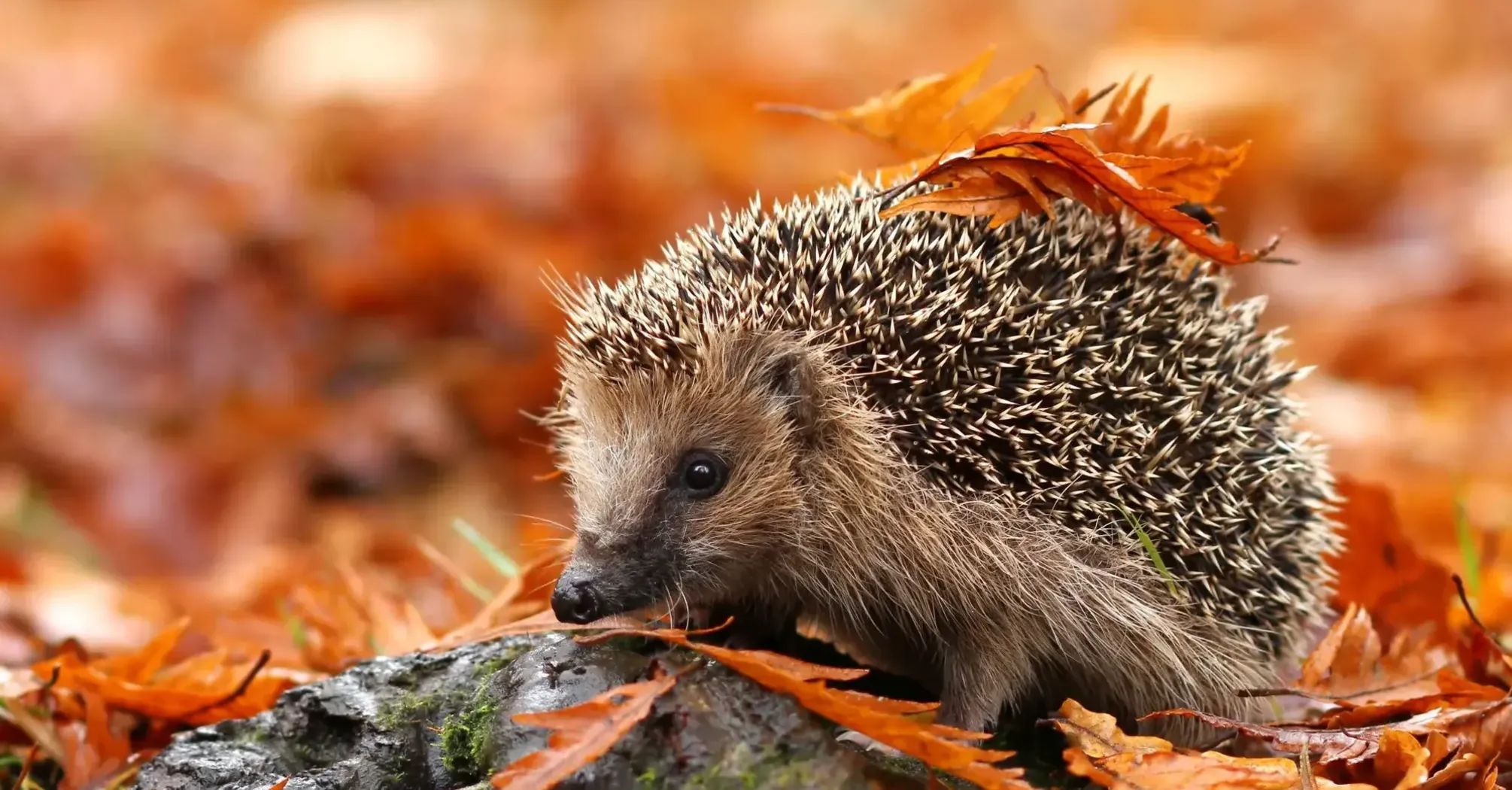 Hedgehog Spirit Animal: What Does a Hedgehog Symbolize?