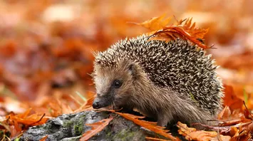 Hedgehog Spirit Animal: What Does a Hedgehog Symbolize?